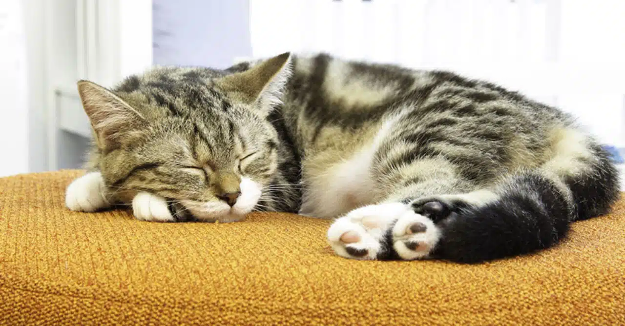 Masalah pernapasan, penyebab kucing mendengkur