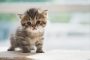 Penyebab Kitten Muntah dan Cara Mengatasinya
