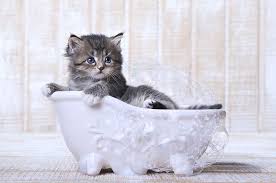 Rendam Air Hangat, Cara Mengobati kaki Kucing yang Keseleo