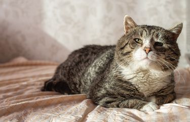 Tanda-Tanda Kucing Mau Mati