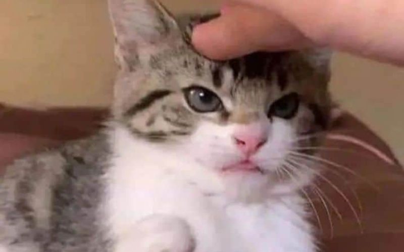 10 Gambar Kucing SAD Face Bikin Semua Orang Ikut Sedih