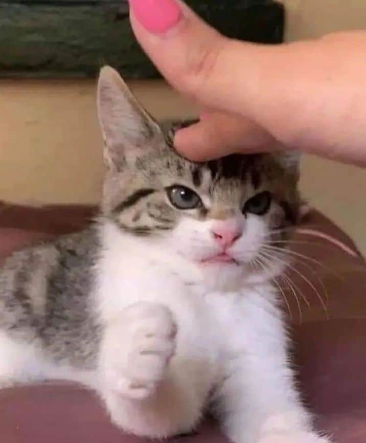 10 Gambar Kucing SAD Face Bikin Semua Orang Ikut Sedih
