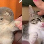 10 PP Kucing Ngambek Lucu Bikin Semua Orang Ketawa