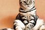 3 Arti Kucing Melahirkan di Rumah Menurut Islam