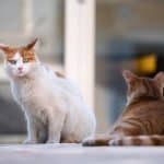 5 Pertanda Kucing Masuk Rumah Kita Jangan Sampai Diusir