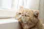 7 Cara Mengatasi Kucing Depresi Tidak Mau Makan atau Karena Pindah Pemilik