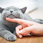 7 Keutamaan Memelihara Kucing Menurut Islam yang Harus Diketahui
