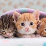 7 Manfaat Memelihara Kucing Dalam Islam Patut Diketahui