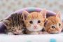 7 Manfaat Memelihara Kucing Dalam Islam Patut Diketahui