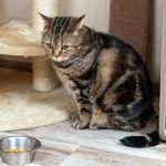 Kenapa Kucing Gamau Makan Ini Penyebab dan Cara Mengatasinya