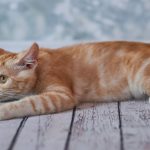 Klasifikasi Hewan Kucing dari Kingdom Sampai Spesies