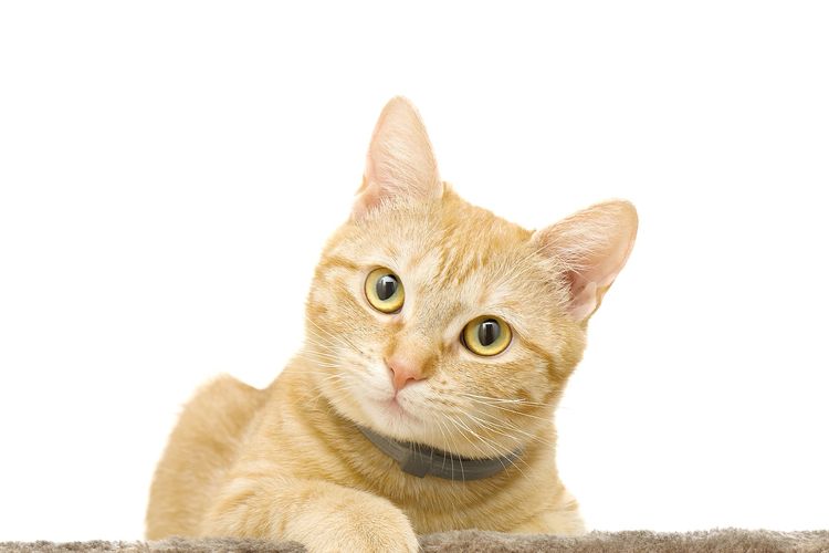 Memelihara Kucing Menurut Islam
