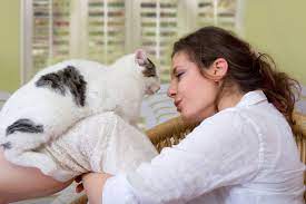 Menandakan Kondisi Tubuh yang Kurang Sehat, kucing mendengkur dan manja