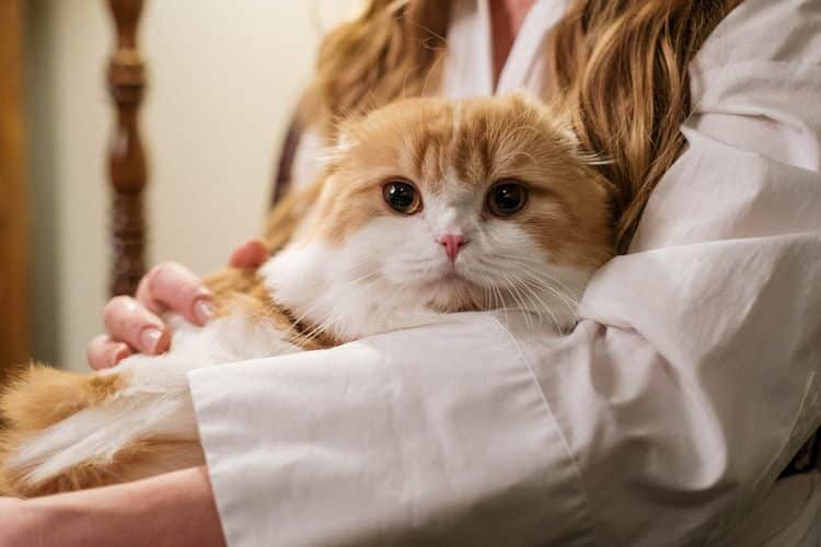 Sedekah, 7 Keutamaan Memelihara Kucing Menurut Islam yang Harus Diketahui