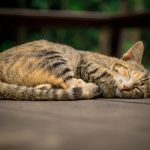 10 Penyebab Kucing Mati Mendadak Yang Harus Diketahui