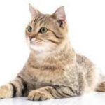 3 Cara Mengatasi Kucing Betina Birahi agar Tidak Berisik