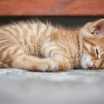 7 Cara Mengatasi Kucing Sekarat Akibat Menderita Penyakit