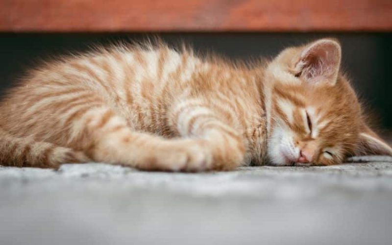 7 Cara Mengatasi Kucing Sekarat Akibat Menderita Penyakit