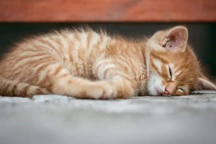 7 Cara Mengatasi Kucing Sekarat Akibat Menderita Penyakit