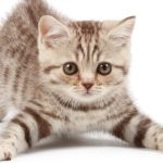 Berapakah Usia Kucing Betina Siap Kawin Ini Penjelasan, Ciri dan Cara Mengatasinya