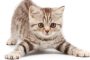 Berapakah Usia Kucing Betina Siap Kawin Ini Penjelasan, Ciri dan Cara Mengatasinya