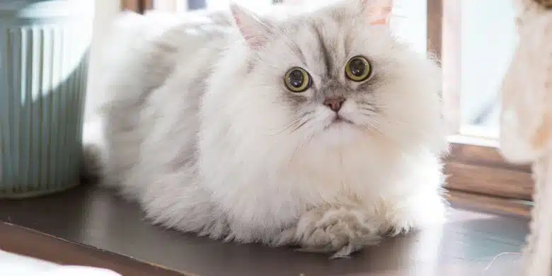 Cara Agar Kucing Tidak Birahi