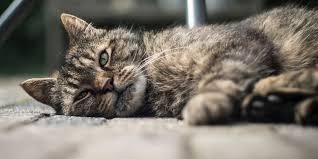 Mengatasi Kucing Sekarat 7 Cara Mengatasi Anak Kucing Yang Sekarat