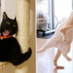 Jepretan Foto Tingkah Laku Kucing Konyol Banget Bikin Orang Ketawa