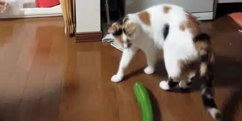 Kenapa Kucing Takut Timun Ini Alasan Penyebabnya