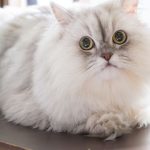 Kucing Birahi Adalah, Ciri-Ciri dan Cara Mengatasinya Dengan Mudah