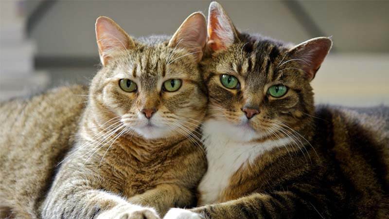 Perhatikan Sebelum Mengawinkan Kucing, cara kawin kucing