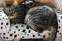 10 Alasan Penyebab Kucing Sering Tidur Terus Menerus Bikin Semua Orang Penasaran 2023