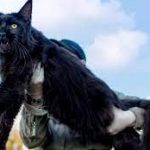10 Foto Kucing Maine Coon Terbesar 2023 Paling Unik dan Sangat Menggemaskan
