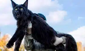 10 Foto Kucing Maine Coon Terbesar 2025 Paling Unik dan Sangat Menggemaskan