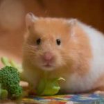 10 Makanan Sayuran Untuk Hamster Paling Aman Untuk Dikonsumsi 2023