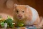 10 Makanan Sayuran Untuk Hamster Paling Aman Untuk Dikonsumsi 2023