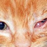 10 Penyebab Mata Kucing Belekan Beserta Cara Mengobatinya 2023