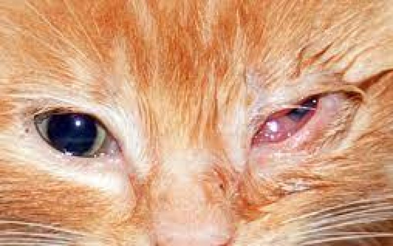 10 Penyebab Mata Kucing Belekan Beserta Cara Mengobatinya 2023