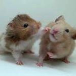 10 Perbedaan Hamster dan Tikus Jarang Diketahui Oleh Pecinta Hewan Peliharaan 2023