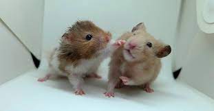 10 Perbedaan Hamster dan Tikus Jarang Diketahui Oleh Pecinta Hewan Peliharaan 2023