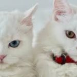 10 Perbedaan Kucing Laki dan Perempuan Anak-Anak Dan Dewasa 2023