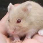 10 Tempat Jual Hamster Terdekat di Bandung 2023 Harga Murah dan Berkualitas