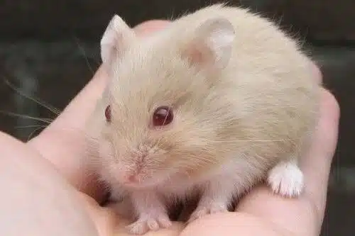 10 Tempat Jual Hamster Terdekat di Bandung 2025 Harga Murah dan Berkualitas