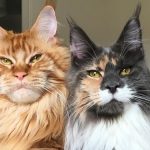 3 Jenis Kucing Maine Coon Beserta Ciri, Harga dan Cara Merawatnya 2023