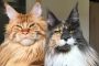 3 Jenis Kucing Maine Coon Beserta Ciri, Harga dan Cara Merawatnya 2023