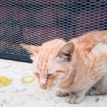 4 Tanda-Tanda Kucing Keracunan Yang Sering Muncul Jarang Diketahui Pemiliknya 2023