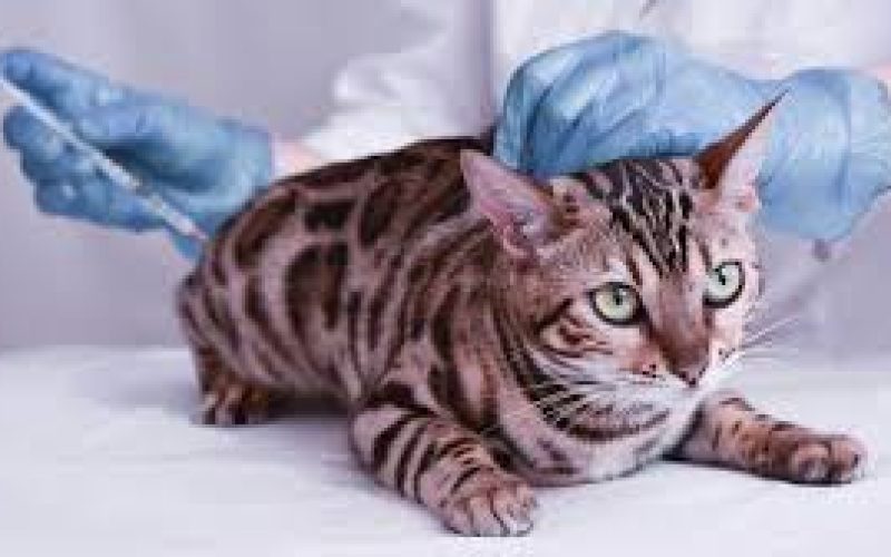 4 Urutan Vaksin Kucing Beserta Syaratnya