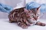 4 Urutan Vaksin Kucing 2023 Dilengkapi Syarat dan Jadwal Pemberiannya