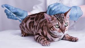 4 Urutan Vaksin Kucing 2023 Dilengkapi Syarat dan Jadwal Pemberiannya