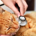 5 Cara Menangani Kucing Keracunan paling Ampuh, Jangan Panik 2023